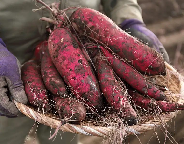 干し芋 きりこ(10個入)｜袋入り商品｜│芋屋金次郎