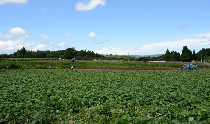 大隅半島の芋畑