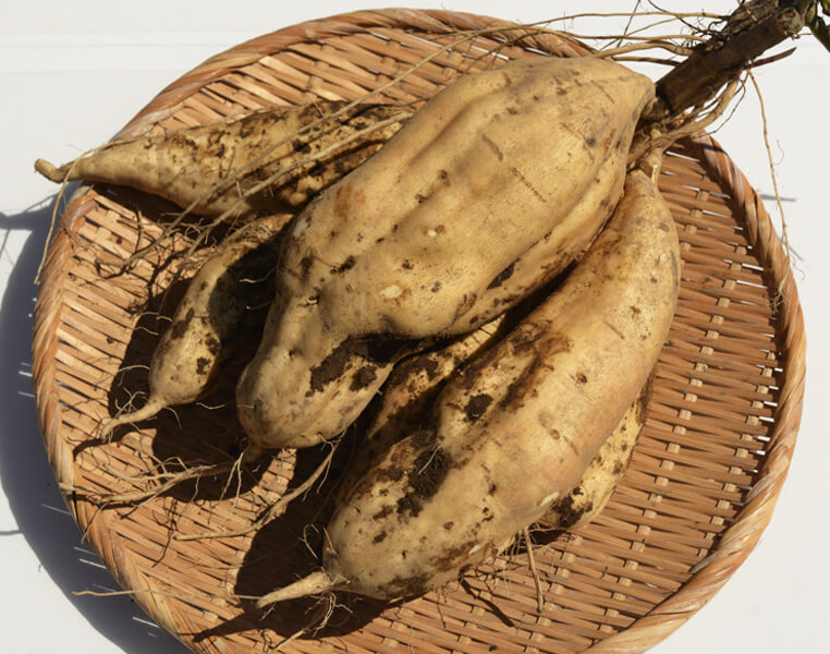 けんぴ Amazon | YAMASAN KYOTO UJI ギフト 希少糖入り 芋けんぴ 350g