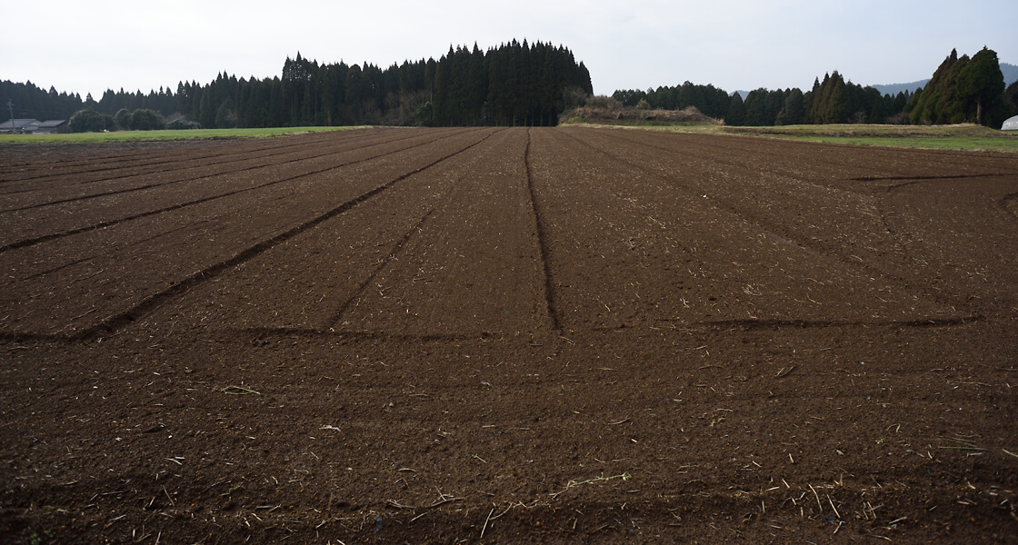 コガネセンガン大豊作